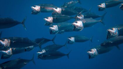 Pelagisk fisk i hverdagen: slik gir sild, makrell og brisling deg mer mat for pengene