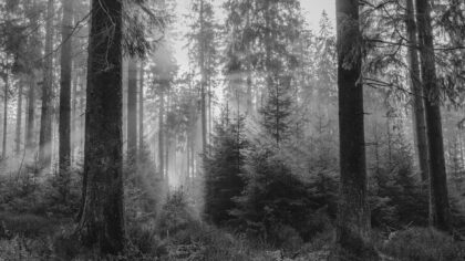 Skog som klimaverktøy: slik kan norske skoger lagre mer karbon uten å stoppe skogsdriften
