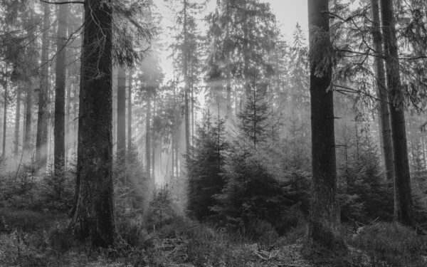 Skog som klimaverktøy: slik kan norske skoger lagre mer karbon uten å stoppe skogsdriften